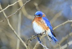 Eastern Bluebird